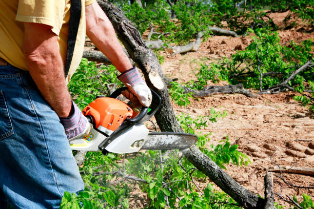 Best Tree Cutting Near Me  in Bath, PA